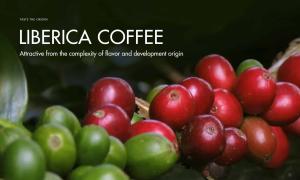 Liberica Coffee – Attractive from the complexity of flavor and development origin