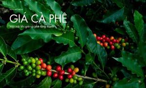 Mặt trái khi giá cà phê tăng mạnh