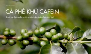 Brazil mở đường cho sự bùng nổ cà phê khử caffein tự nhiên!