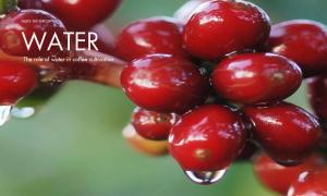 The role of water in coffee cultivation