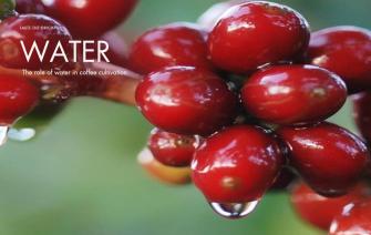 The role of water in coffee cultivation