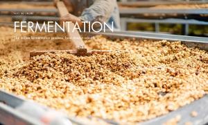 How does coffee fermentation occur?