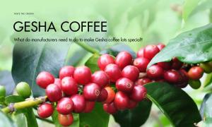 What do manufacturers need to do to make Gesha coffee lots special?