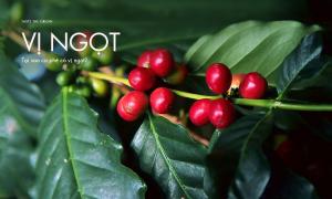 Tại sao cà phê có vị ngọt?