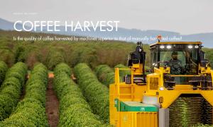 Is the quality of coffee harvested by machines superior to that of manually harvested coffee?