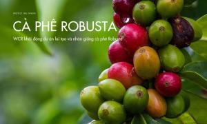 Khám phá tiềm năng: WCR khởi động dự án lai tạo và nhân giống cà phê Robusta
