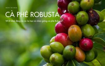 Khám phá tiềm năng: WCR khởi động dự án lai tạo và nhân giống cà phê Robusta