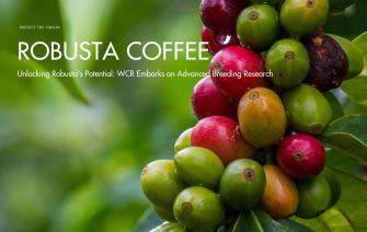 Unlocking Robusta’s Potential: WCR Embarks on Advanced Breeding Research