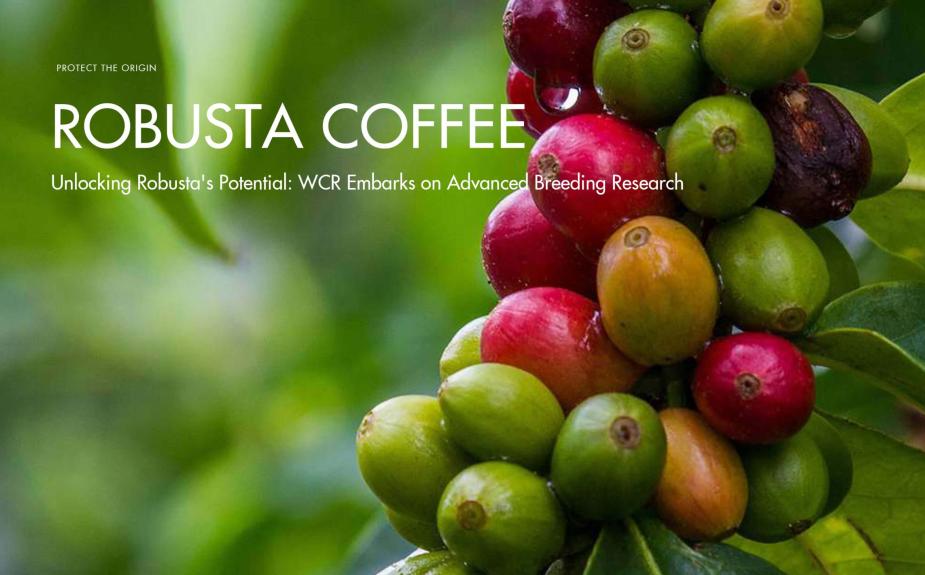 Unlocking Robusta’s Potential: WCR Embarks on Advanced Breeding Research