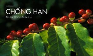 Biện pháp chống hạn cho cây cà phê