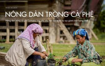Nông dân trồng cà phê Sumatra ứng phó như thế nào trước sự suy giảm chất lượng đất?