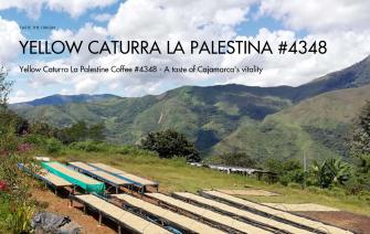 Yellow Caturra La Palestina #4348 Coffee  – A taste of Cajamarca’s vitality