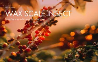 Preventing wax scale insects on coffee plants