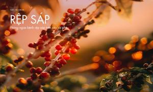 Phòng ngừa rệp sáp trên cây cà phê