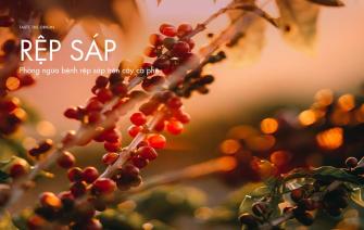 Phòng ngừa rệp sáp trên cây cà phê