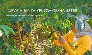 Cà phê Nueva Alianza Yellow Gesha #3188 – Nét thanh yên nảy mầm từ tinh khôi nguồn cội