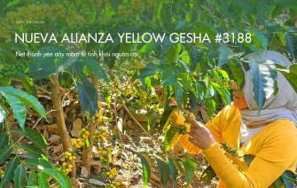 Cà phê Nueva Alianza Yellow Gesha #3188 – Nét thanh yên nảy mầm từ tinh khôi nguồn cội