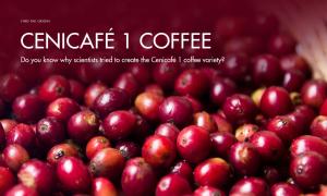 Do you know why scientists tried to create the Cenicafé 1 coffee variety?