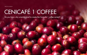 Do you know why scientists tried to create the Cenicafé 1 coffee variety?