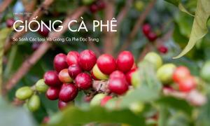 So sánh các giống cà phê phổ biến và đặc trưng trên toàn cầu