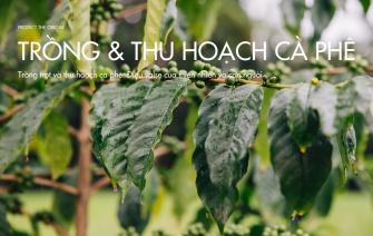 Trồng trọt và thu hoạch cà phê: Điệu valse của thiên nhiên và con người