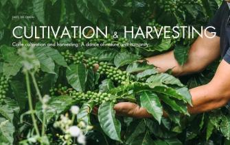 Coffe cultivation and harvesting: A dance of nature and humanity