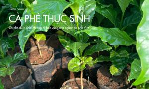 Cà phê thực sinh: Hướng đi bền vững cho ngành cà phê Việt Nam