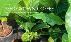 Seed-Grown Coffee: A sustainable path for Vietnam’s Coffee