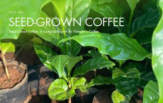 Seed-Grown Coffee: A sustainable path for Vietnam’s Coffee