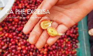 Cà phê Excelsa: Hạt ngọc ẩn trong thế giới cà phê