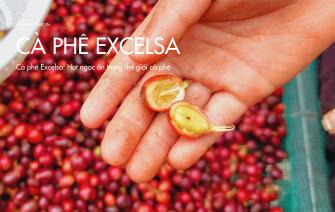 Cà phê Excelsa: Hạt ngọc ẩn trong thế giới cà phê