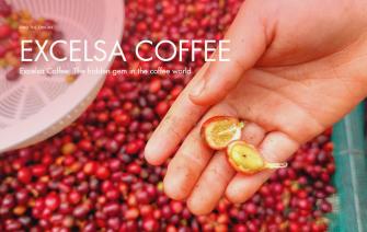 Excelsa Coffee: The hidden gem in the coffee world