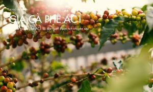 Tại sao giá cà phê AC1 lại đặc biệt? Phân tích chuyên sâu