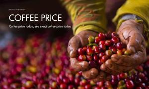 Coffee price today, daily coffee price