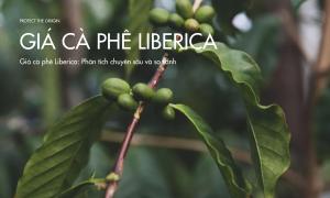 Giá cà phê Liberica: Phân tích chuyên sâu và so sánh