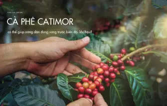 Cà phê Catimor có thể giúp nông dân đứng vững trước biến đổi khí hậu?