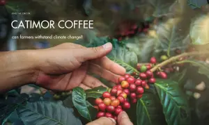 Can Catimor coffee help farmers withstand climate change?
