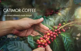 Can Catimor coffee help farmers withstand climate change?