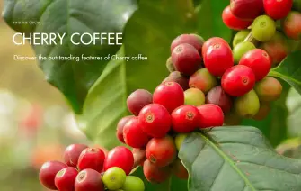Exploring the distinctive features of Cherry coffee