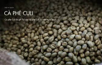 Cà phê Culi là gì? Tại sao cà phê Culi là viên ngọc quý?