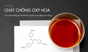 Các chất chống oxy hóa trong cà phê và tác động của chúng