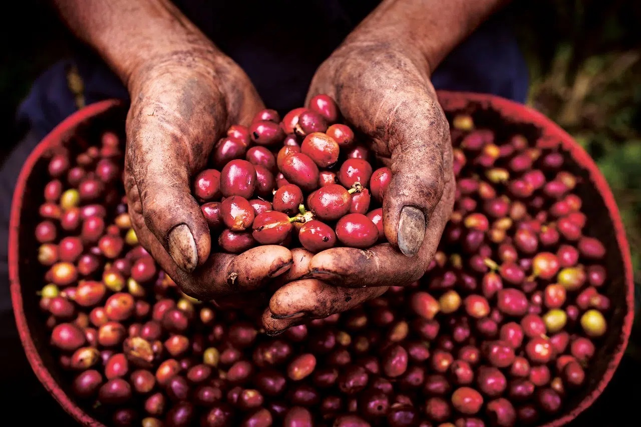 Sàn giao dịch New York (NYSE) và giá cà phê Arabica thời đại mới