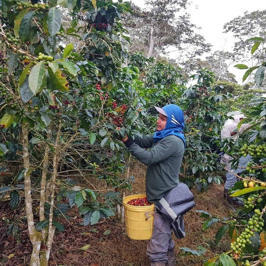 Hương vị cà phê luôn đặc trưng theo từng tiêu chí