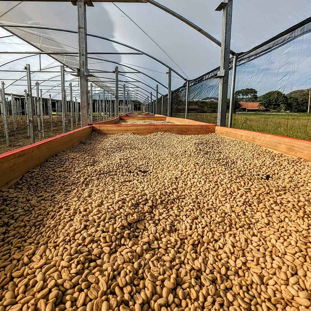 sustainable coffee industry