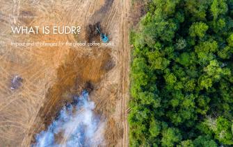 What is EUDR? Impact and challenges for the global coffee market