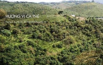 Hành trình tạo nên hương vị cà phê đặc trưng