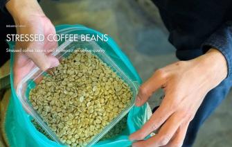 Explaining the concept of stressed coffee beans and its impact on coffee quality
